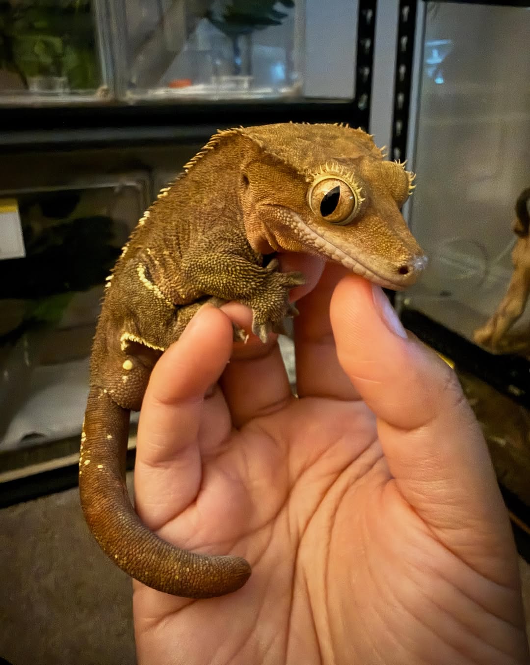 A young crested gecko perched calmly on a thumb, tail curled around the hand