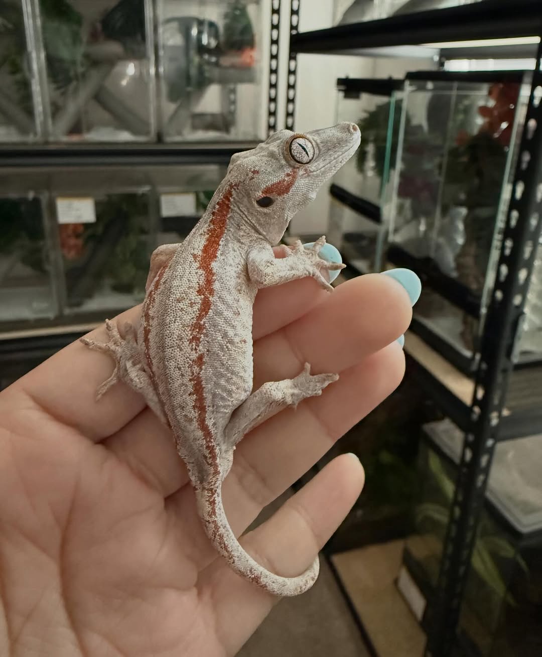 A red-striped gargoyle gecko sitting relaxed on an open hand