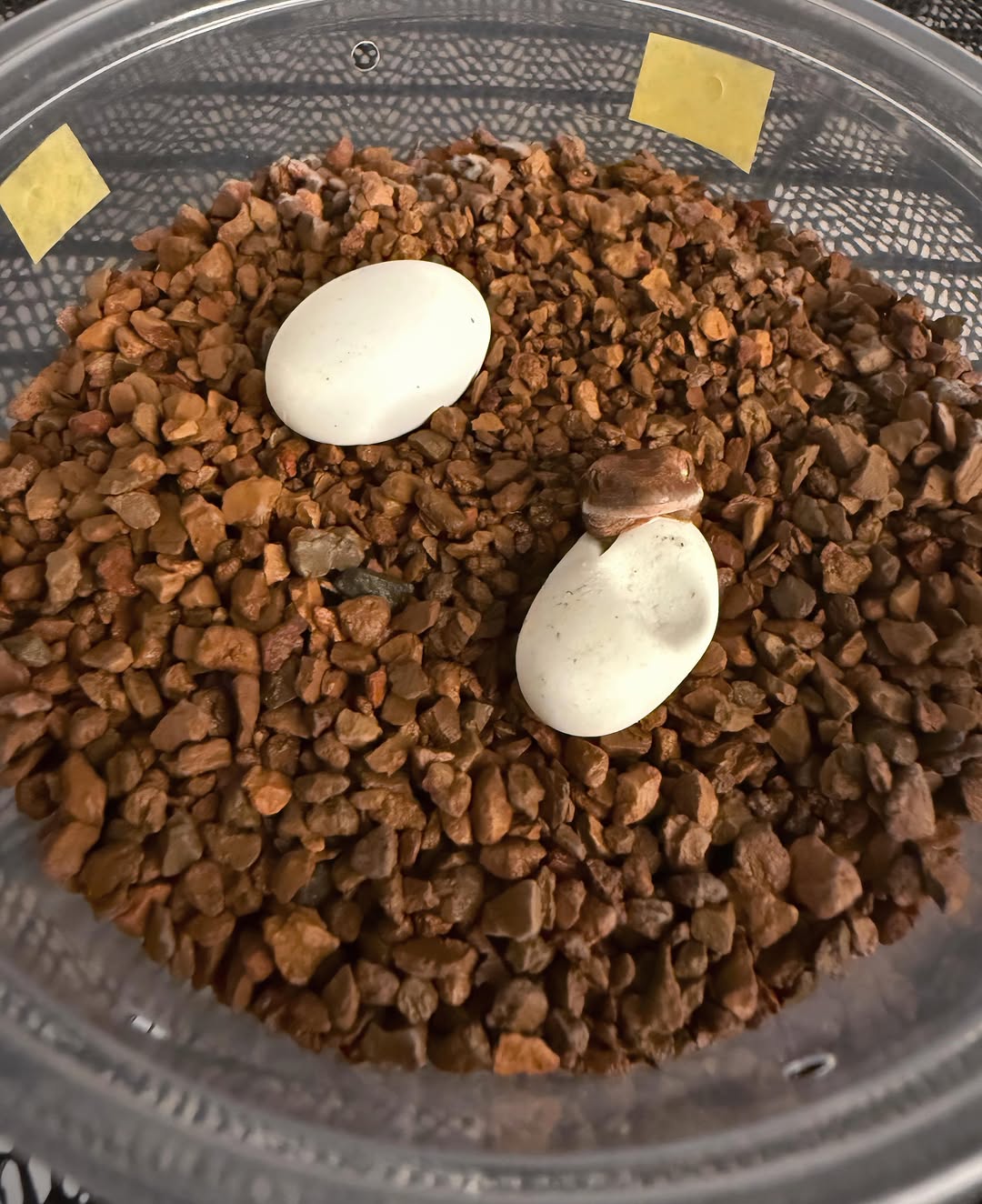 A crested gecko hatchling poking its head out of its egg in the incubation cup