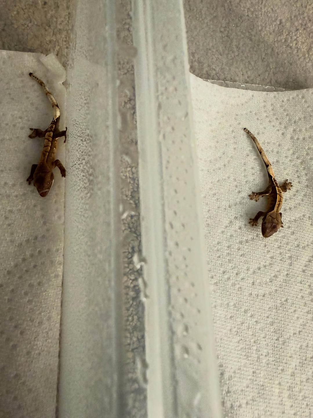 Two tiny crested gecko hatchlings on paper towel in their first bin