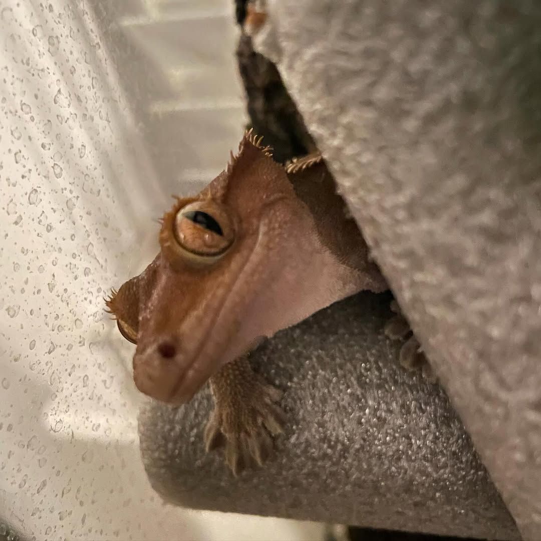 A crested gecko peeking out from under a ledge with one eye showing