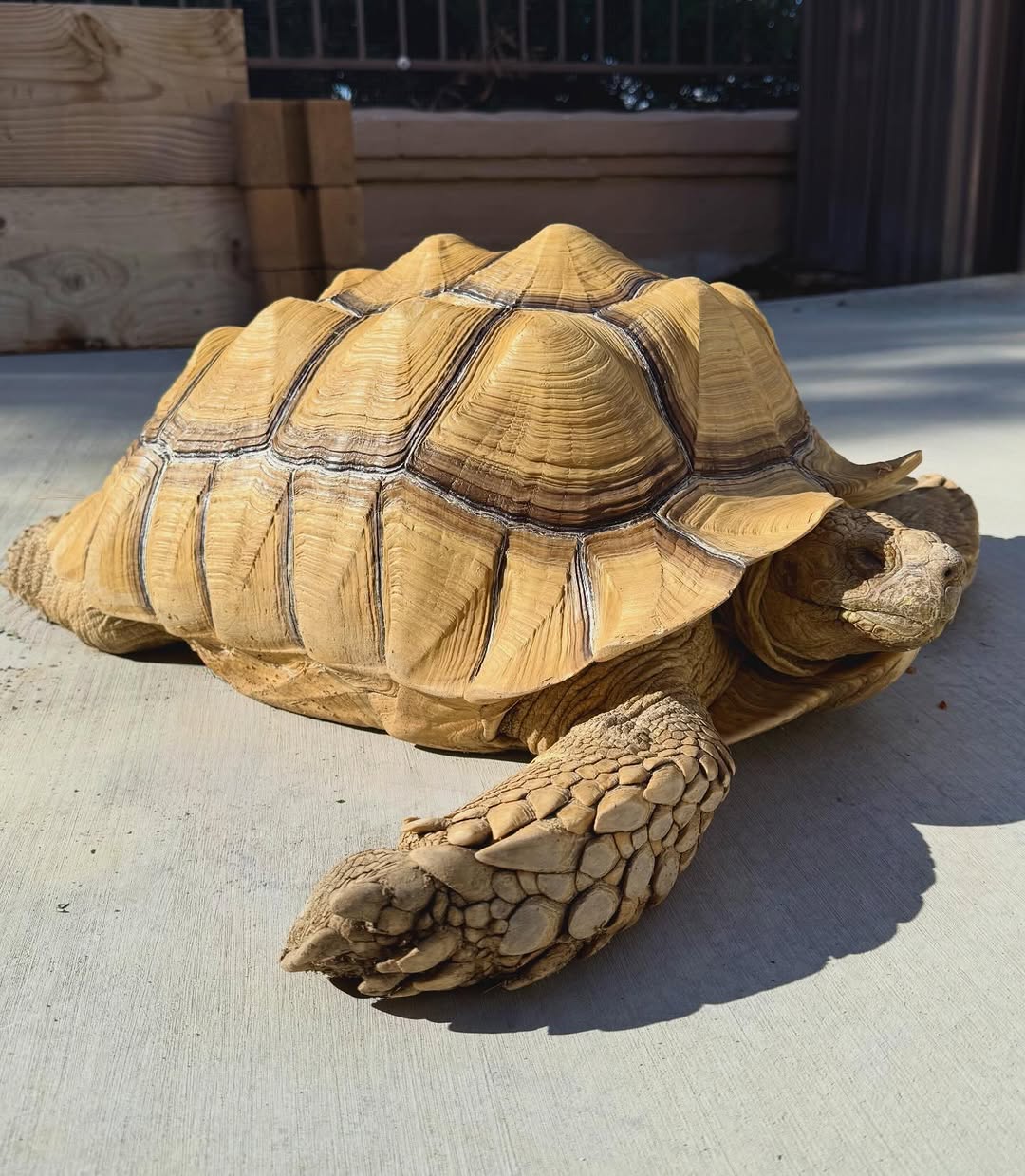 A sulcata tortoise walking across a sunny patio